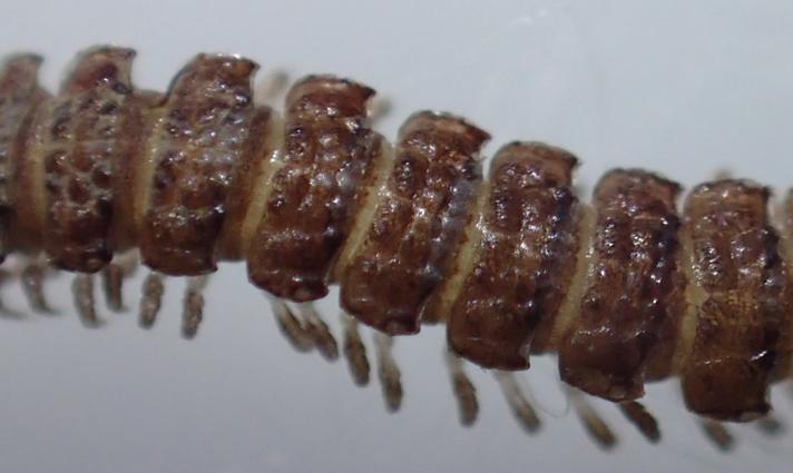 Polydesmus denticulatus (Polydesmus denticulatus)