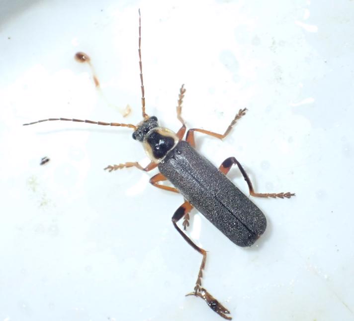 Cantharis nigricans (Cantharis nigricans)