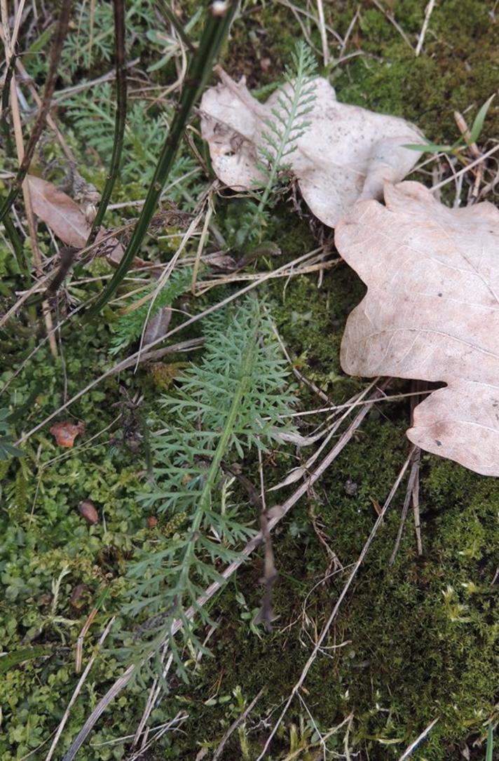 Almindelig Røllike (Achillea millefolium)