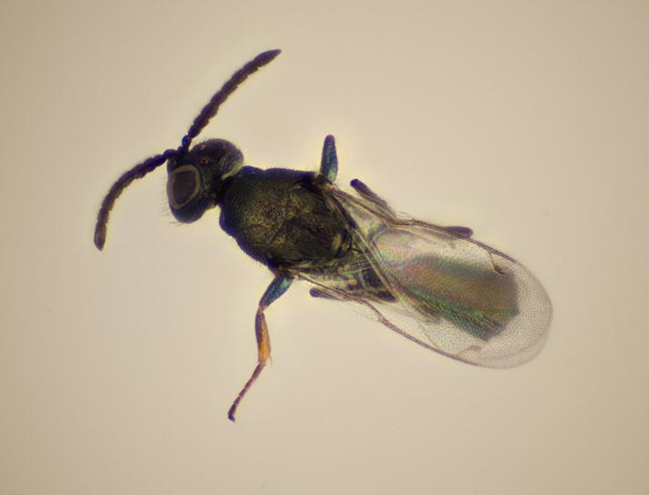 Pseudocatolaccus nitescens