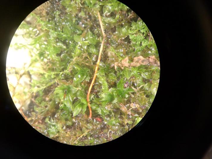 Gærde-Krybstjerne (Plagiomnium cuspidatum)
