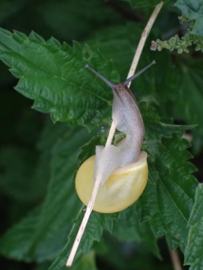 Havesnegl (Cepaea hortensis)