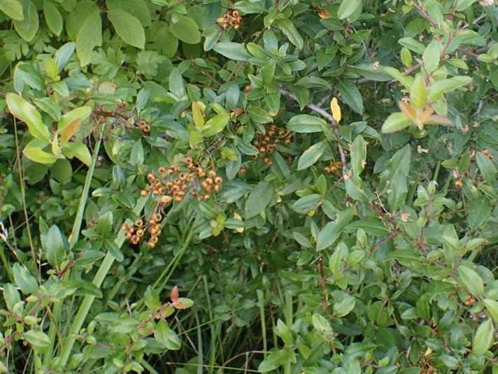 Ildtorn (Pyracantha coccinea)