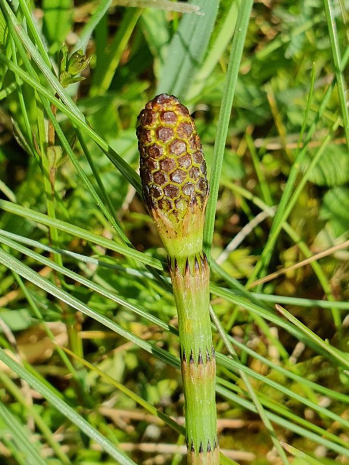 Dynd-Padderok (Equisetum fluviatile)