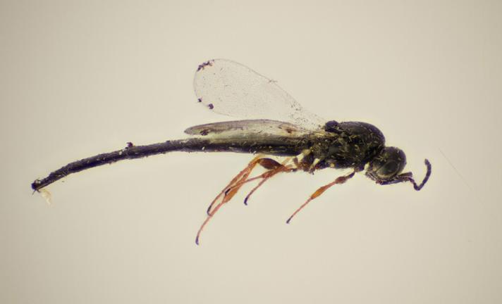 Platygaster phragmitiphila