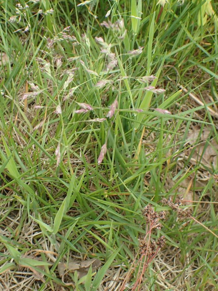 Poa pratensis ssp. subcaerulea (Poa pratensis ssp. subcaerulea)