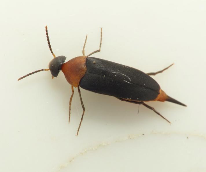 Mordellochroa abdominalis (Mordellochroa abdominalis)