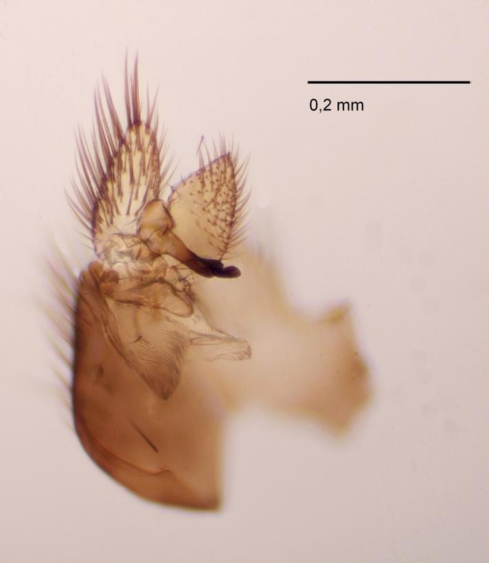 Brevicornu arcticoides
