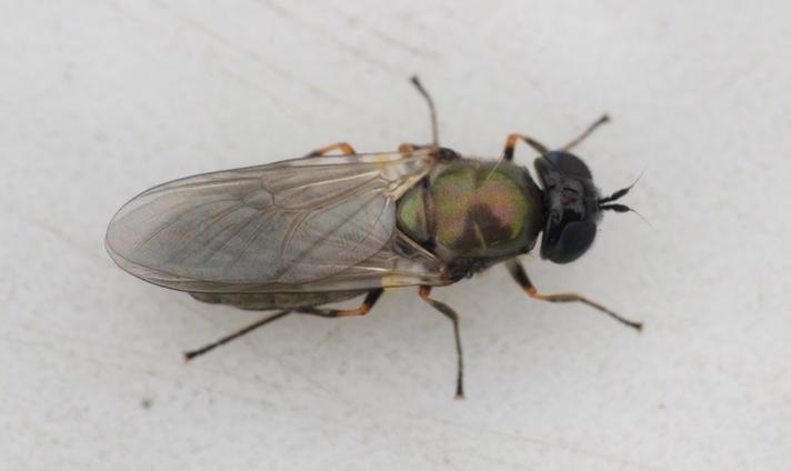 Grøn Våbenflue (Chloromyia formosa)
