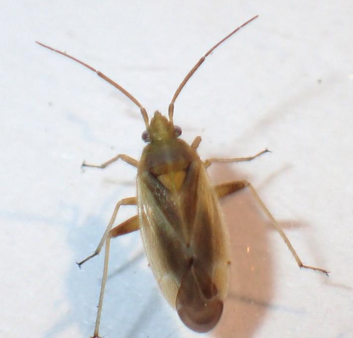 Græsblomstertæge (Amblytylus nasutus)
