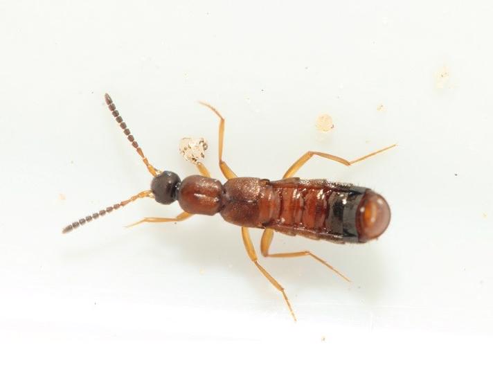 Myrerøver (Drusilla canaliculata)
