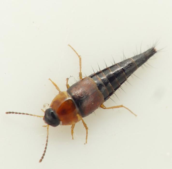Tachyporus atriceps (Tachyporus atriceps)