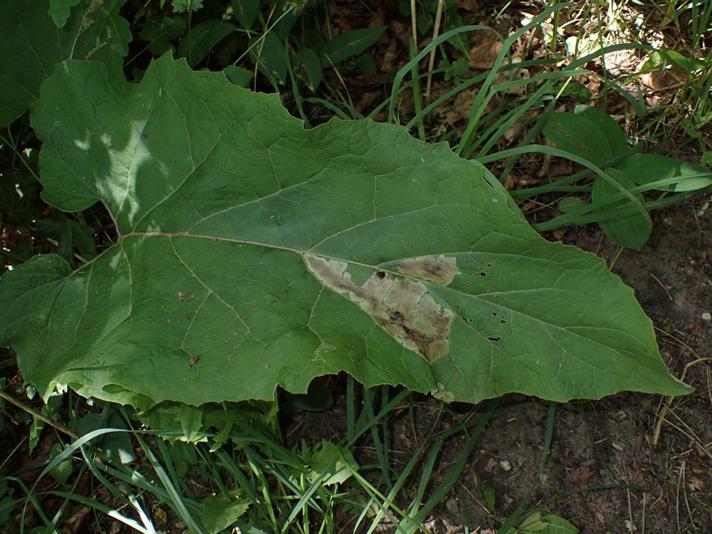 Pegomya laticornis