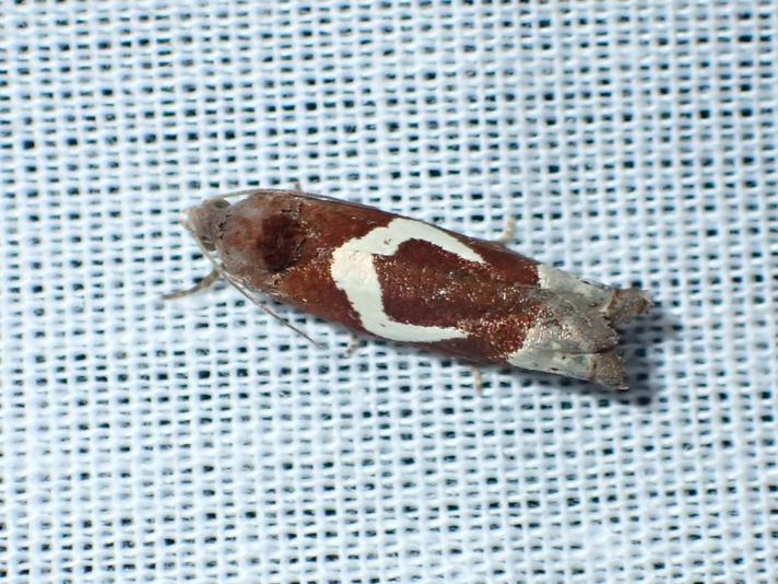 Gråbynkegallevikler (Epiblema foenella)