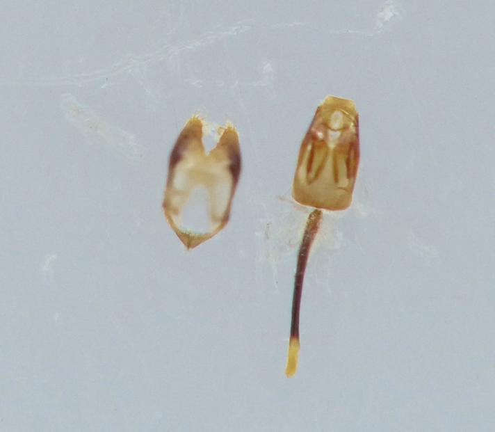 Meligethes morosus (Meligethes morosus)