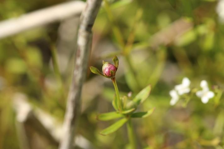 Dasineura hygrophila