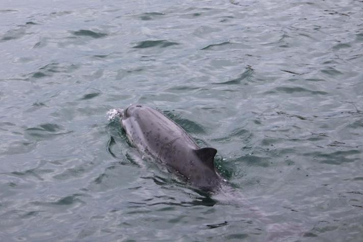 Stribet Delfin