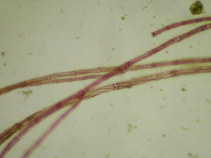 Violet Ledtang (Polysiphonia fibrillosa)
