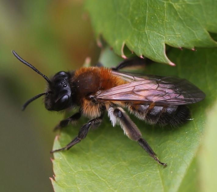 Slåenjordbi (Andrena varians)