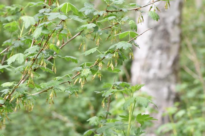 Ribes divaricatum (Ribes divaricatum)