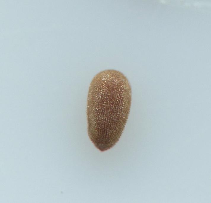 Rosen-Dueurt (Epilobium roseum)
