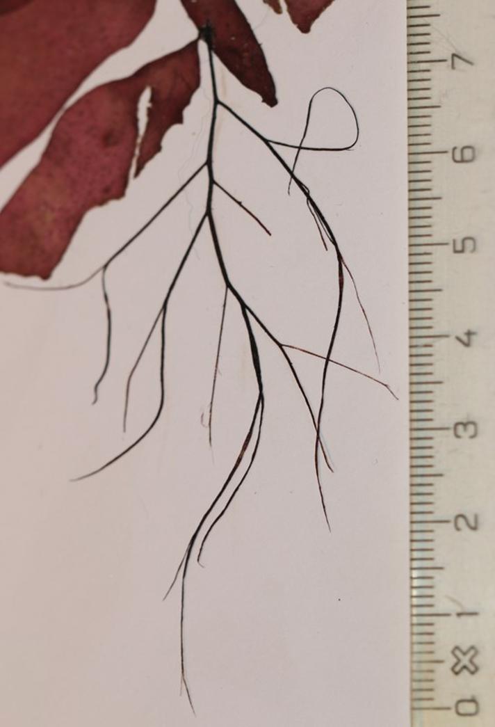 Grisehaletang (Cystoclonium purpureum)
