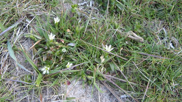 Ensidig Hønsetarm (Cerastium fontanum ssp. vulgare var. holosteoides)