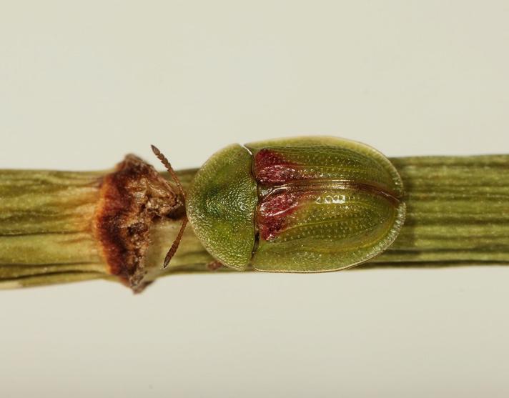 Cassida sanguinolenta (Cassida sanguinolenta)