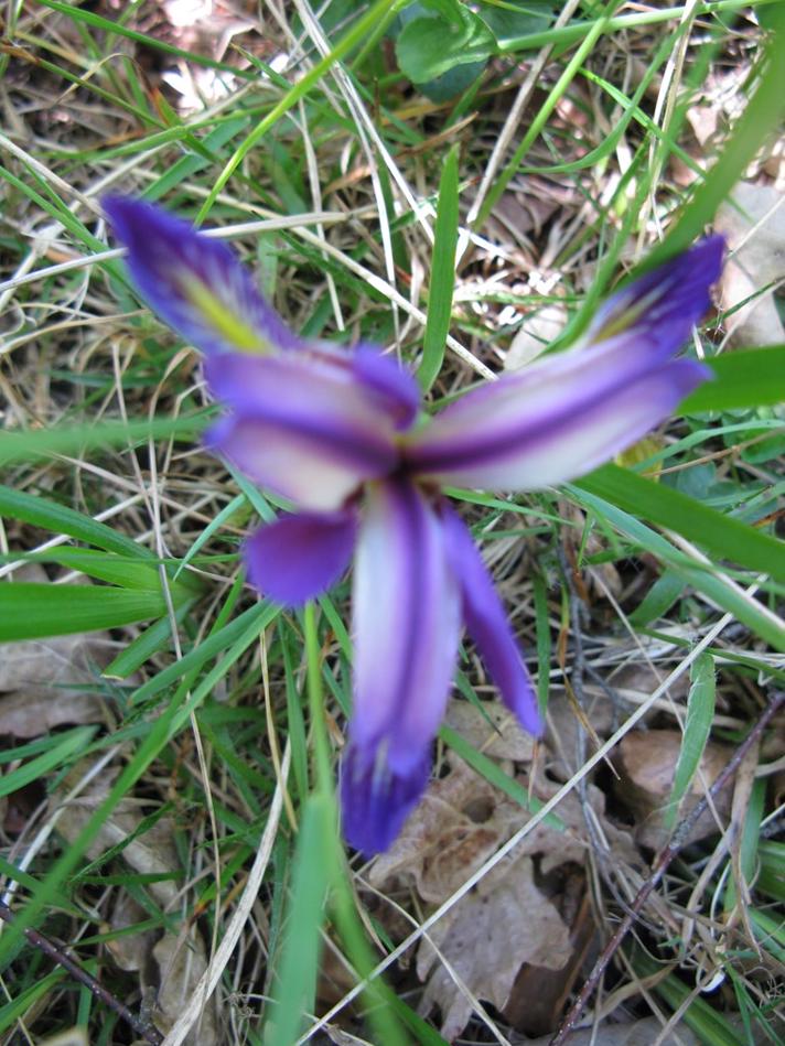 Amerikansk Sump-Iris