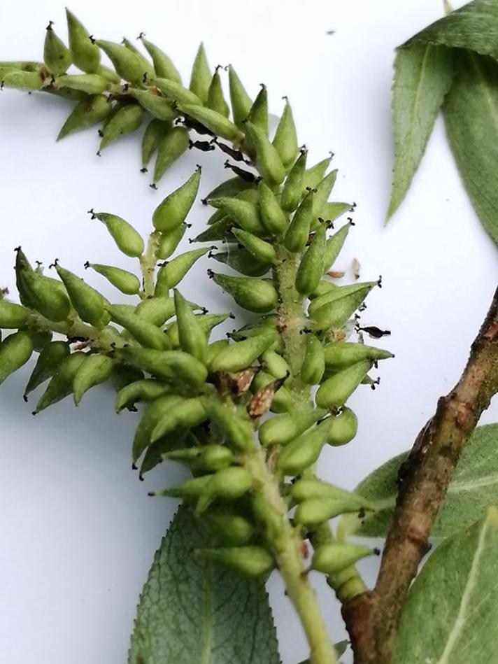 Grøn Pil (Salix alba x fragilis)