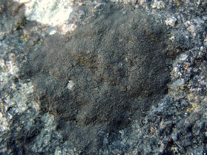 Sortbrun Vortelav (Verrucaria nigrescens)