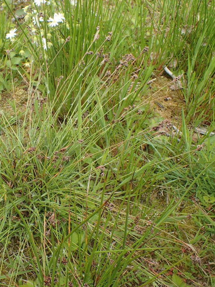 Mangeblomstret Frytle (Luzula multiflora)