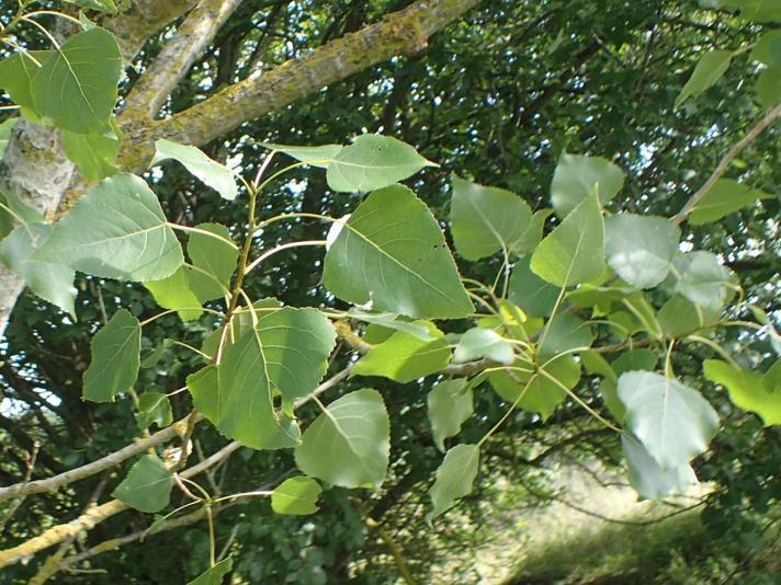 Populus canadensis (Populus canadensis)