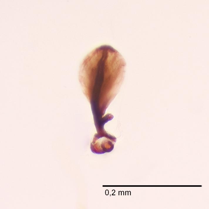 Ophiomyia alliariae (Ophiomyia alliariae)
