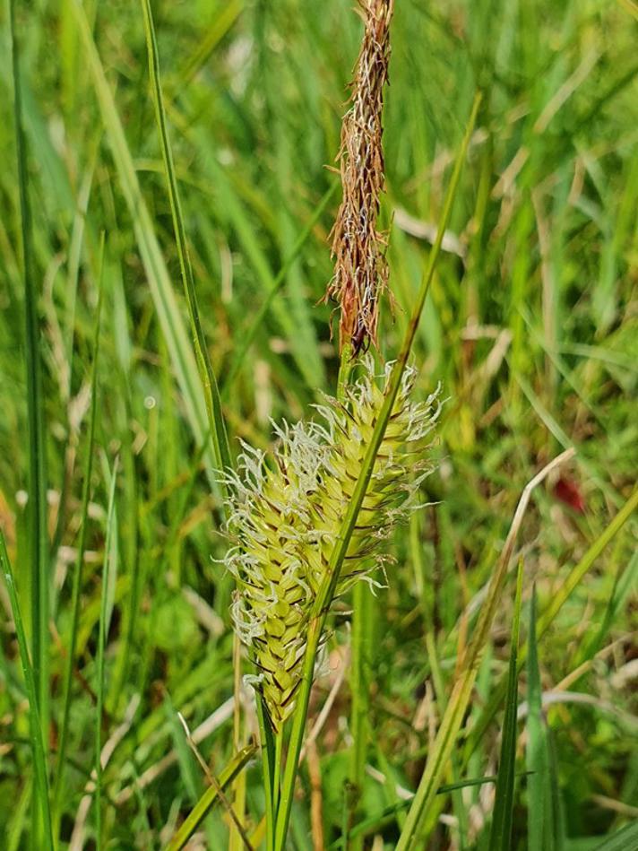 Blære-Star (Carex vesicaria)