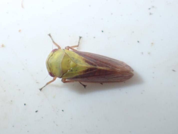 Birkecikade (Oncopsis flavicollis)