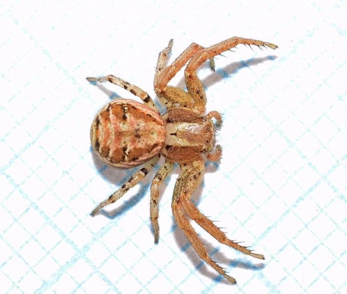 Almindelig Krabbeedderkop (Xysticus cristatus)