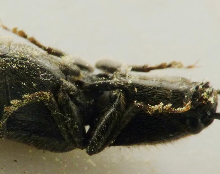 Sort Busksmælder (Hemicrepidius niger)