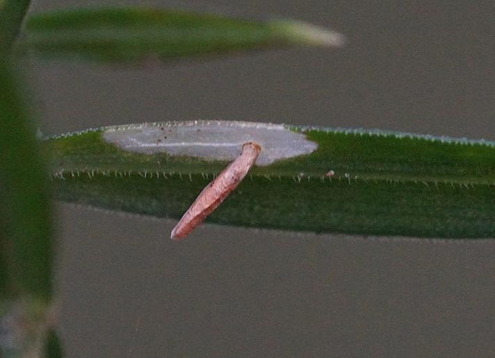 Coleophora lithargyrinella (Coleophora lithargyrinella)