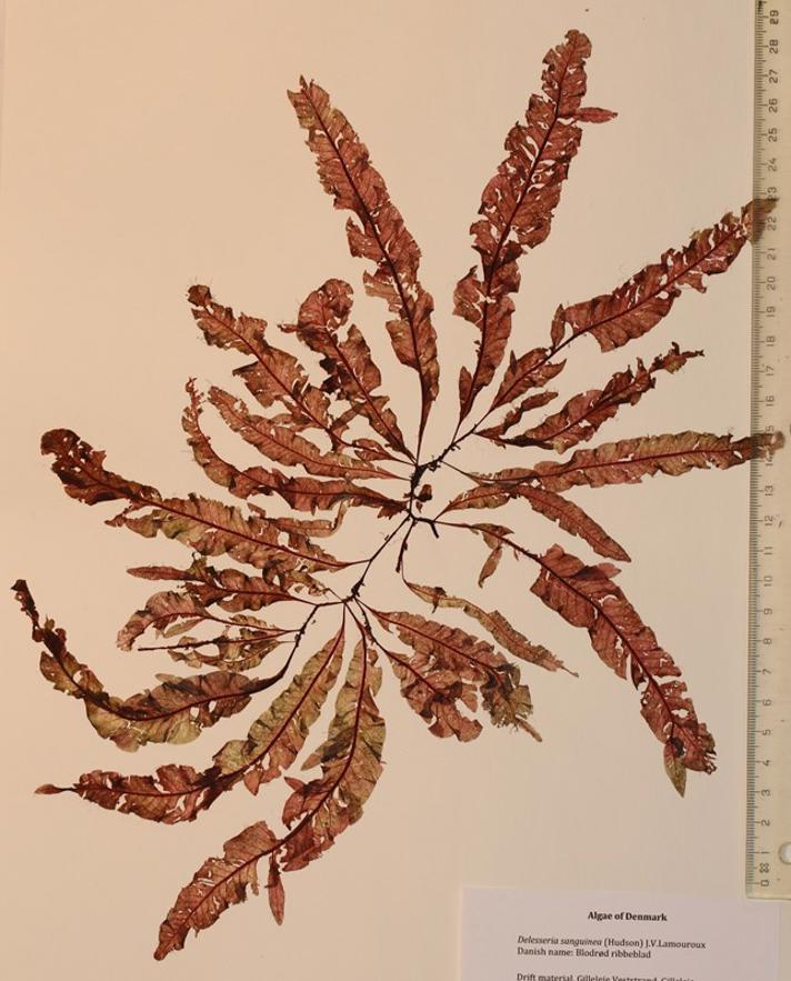 Blodrød Ribbeblad (Delesseria sanguinea)