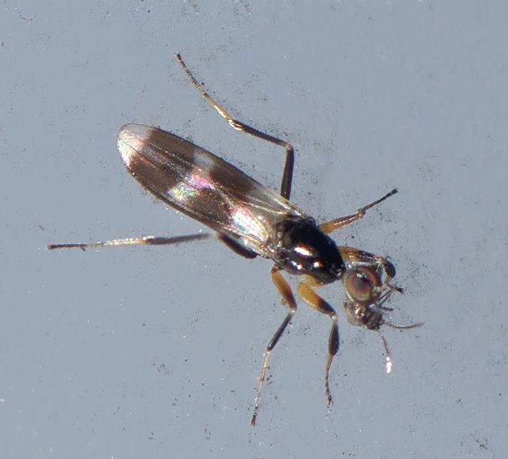 Tachydromia sp. (Tachydromia sp.)