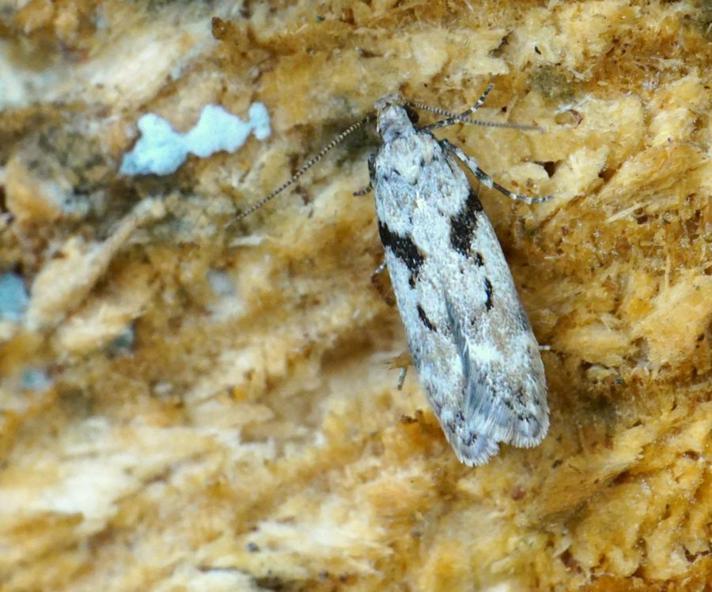 Caryocolum blandella (Caryocolum blandella)