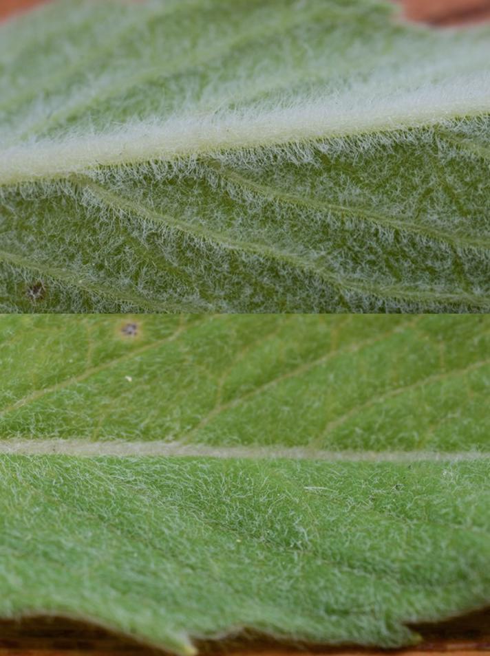 Langbladet Mynte (Mentha longifolia)