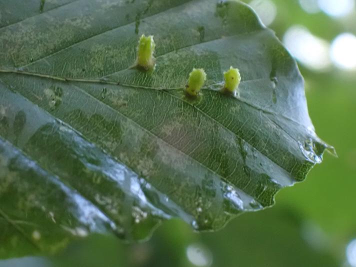 Skovtroldegalmyg (Hartigiola annulipes)