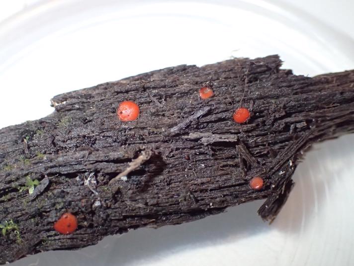 Frynset Skjoldbæger (Scutellinia scutellata)