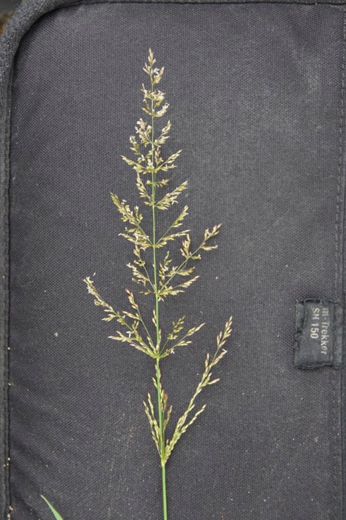 Stortoppet Hvene (Agrostis gigantea)