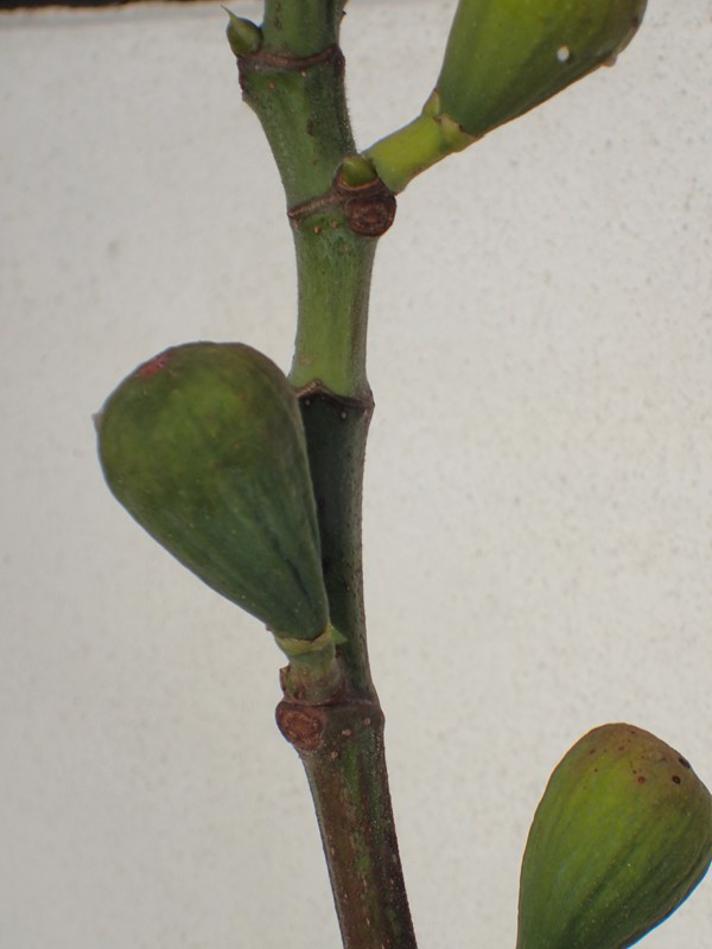 Figen (Ficus carica)