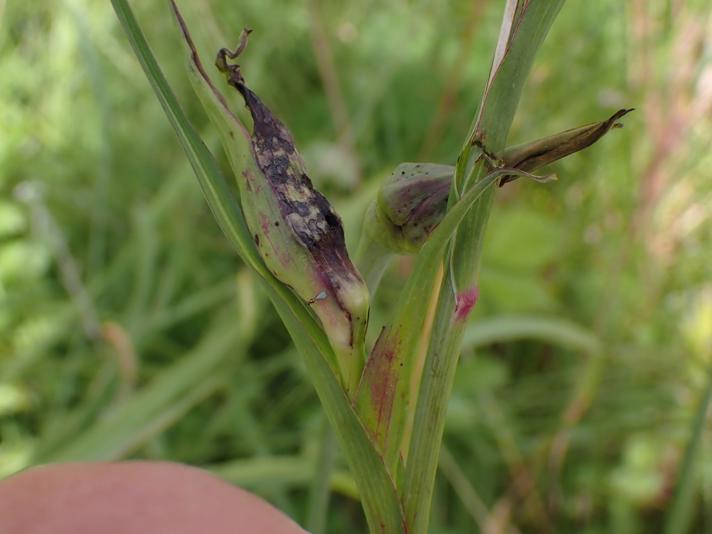 Gedeskæggalmyg (Contarinia tragopogonis)
