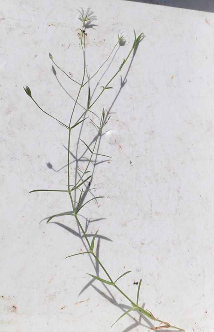 Kær-Fladstjerne (Stellaria palustris)
