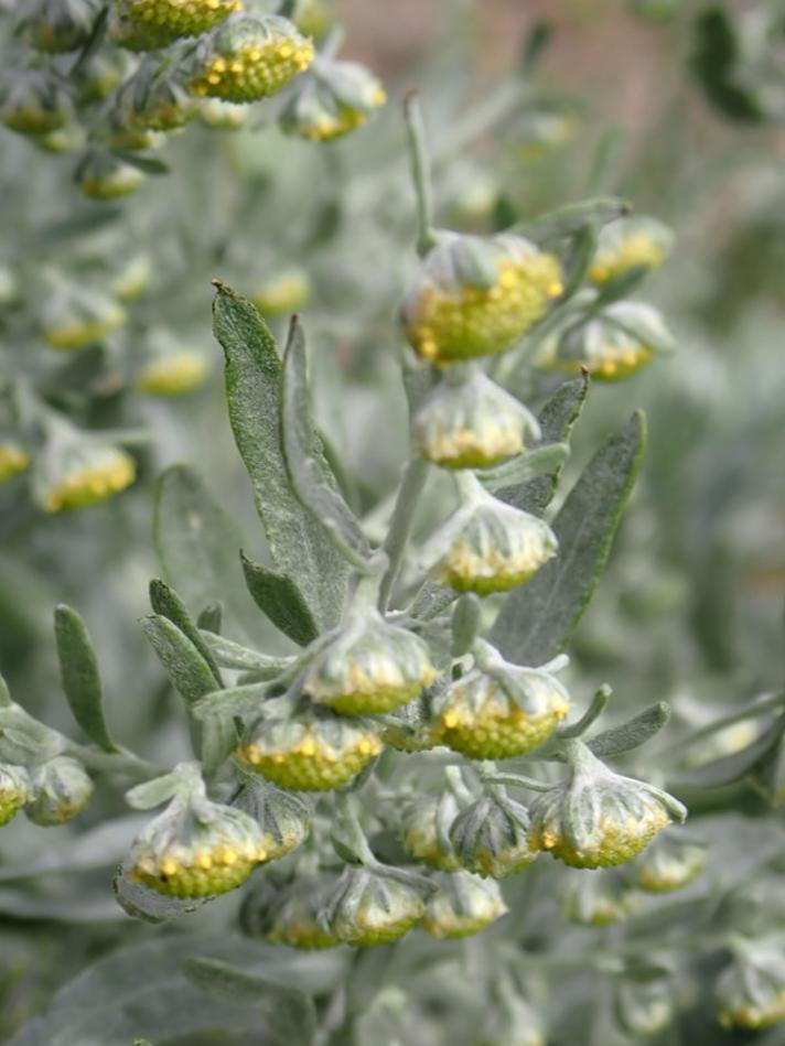 Have-Malurt (Artemisia absinthium)